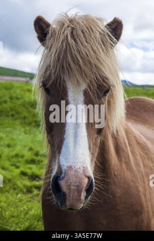 Portraits de cheval à poil clair. Une seule race de chevaux vit en Islande. Coucher de soleil d'été doré dans la toundra d'été islandaise. Les chevaux islandais sont po Banque D'Images