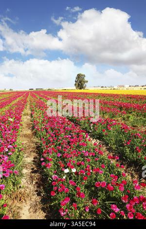 Floraison printanière. D'énormes champs de ranoncule de grand jardin de pivoines poussent dans le kibboutz dans le sud d'Israël Banque D'Images