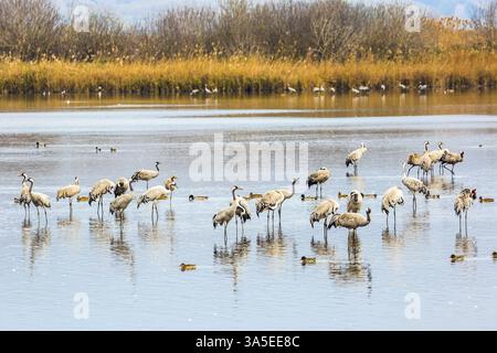Aube hivernale fantastique au lac Hula. Haute Galilée, Israël. Grues grises migratrices hivernant sur le lac Banque D'Images