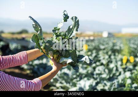 L'ouvrier montre du brocoli sur la plantation. Cueillir des brocolis. Tracteur et plate-forme automatisée dans le grand jardin de brocoli. Journée ensoleillée. La femme tient la tête de brocoli Banque D'Images