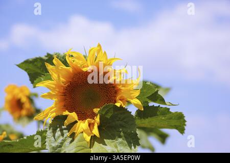 Magnifique tête de tournesol jaune vif sur une belle journée ensoleillée. Photo de tournesol en gros plan Banque D'Images