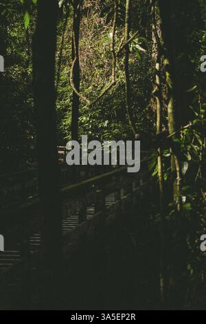 Passerelle en bois mène à travers une forêt dense à l'ombre, Bornéo, Malaisie, Asie Banque D'Images