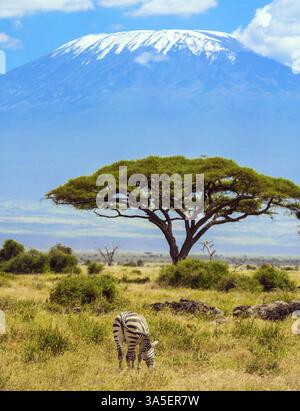 Le zèbre seul pèle dans la savane africaine au pied du Kilimandjaro. Voyage dans la Corne de l'Afrique. Sud-est du Kenya, parc Amboseli, acacia du désert Banque D'Images