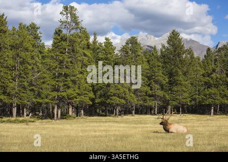 Le cerf rouge avec des cornes ramifiées repose dans une herbe à la lisière de la forêt. Le cerf a du repos. Montagnes Rocheuses au Canada Banque D'Images