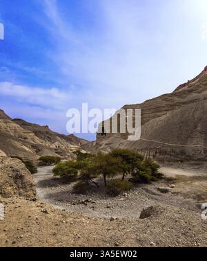 Large chemin de terre et fleurs d'acacia désert après les pluies. Concept de tourisme écologique, actif et photo la côte de la mer morte. Magnifique canyo en pierre Banque D'Images