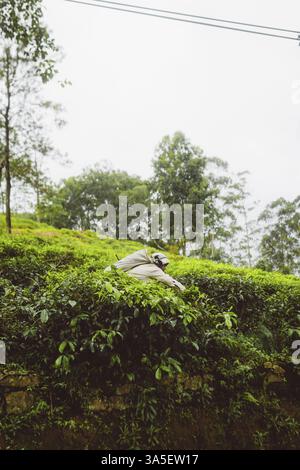 Un cueilleur de thé travaille dans une plantation de thé vert luxuriant dans un paysage vallonné, Ella, Sri Lanka, Asie Banque D'Images