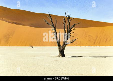 Deadvlei est la principale attraction naturelle du parc Namib-Naukluft. Le fond du lac séché et les restes pétrifiés d'arbres anciens. Oryx - australie méridionale Banque D'Images