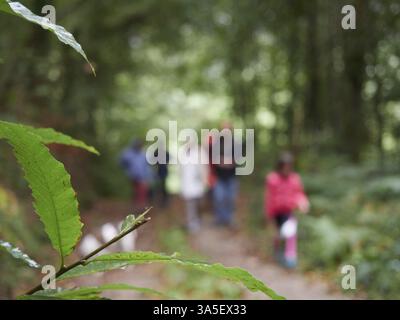Scène floue d'un groupe de personnes méconnaissables se promenant ensemble dans la forêt, arrière-plan flou, branches d'arbres au premier plan Banque D'Images