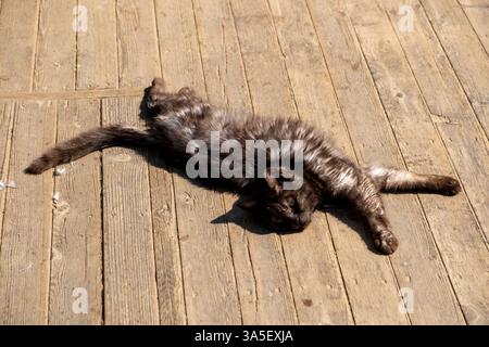 Chat errant dormant sur le plancher en bois Banque D'Images