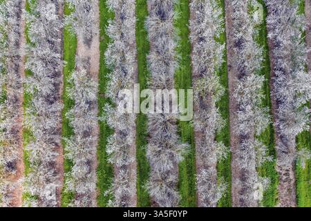 Prise de vue à vol d'oiseau, à partir d'un drone. Immense plantation d'amandiers fleuris. Israël. Arbres fleurissant avec des fleurs roses, plantés entre des bandes d'herbe. Beauti Banque D'Images