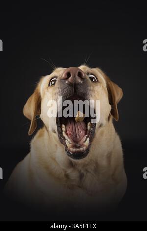 Labrador Retriever Banque D'Images