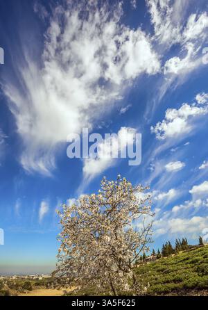 Herbe verte fraîche dans les collines d'Israël. Début du printemps. Nuages printaniers légers au-dessus des terres fleuries. Fleurs d'olivier blanc-rose. Écologique et photo à Banque D'Images