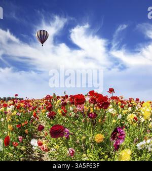 Un énorme ballon d'air chaud multicolore survole un champ de fleurs. Un merveilleux voyage pour la beauté printanière. Israël. Magnifique jardin coloré butte Banque D'Images