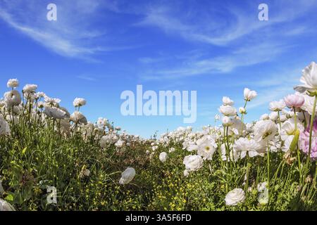 Champ pittoresque de belles fleurs blanches et roses papillon. Dans le ciel bleu flottant des nuages blancs légers. Le concept de photographie artistique Banque D'Images