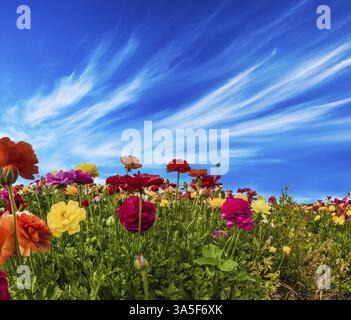 Des papillons multicolores pittoresques et des nuages de cirrus. Sud d'Israël, jour d'été. Carte de voeux. Le concept d'écologie, de rural et de phototourisme Banque D'Images