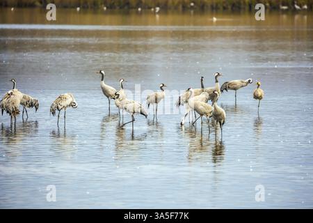 Grue grise migratrice hivernant sur le lac. Aube hivernale fantastique au lac Hula. Réserve naturelle de Hula, haute Galilée, Israël, Asie Banque D'Images