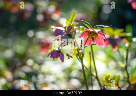 abeille de miel travaillant dans le jardin avec la fleur d'helleborus Banque D'Images