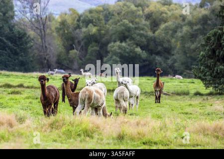 Lama est un petit chameau domestiqué. Les lamas blancs, gris et braun paissent sur une pelouse verte. Ferme d'élevage pour la laine et la viande. Le concept d'exotique Banque D'Images