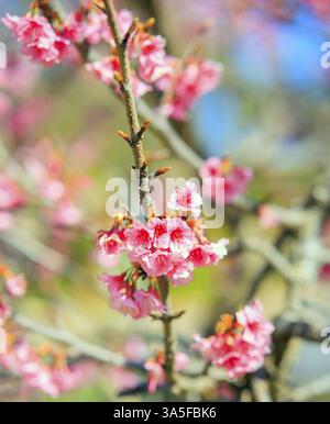 Fleurs de cerise pelucheuses en éponge rose. Branches d'un cerisier en fleurs sur un fond flou. Journée ensoleillée et lumineuse Banque D'Images