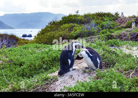 Afrique du Sud. Couple sympathique de pingouins à pieds noirs embrassant sur la plage. Voyage à une terre exotique. Pittoresque zone de conservation des pingouins près du Cap Banque D'Images
