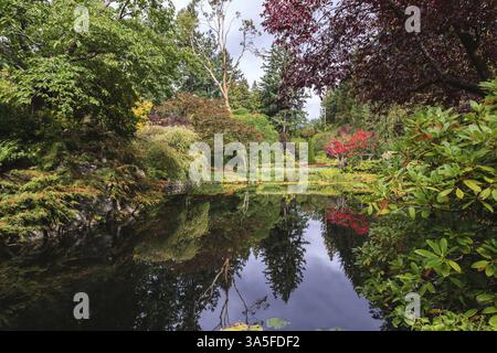 Fantastiques jardins floraux Butchart sur l'île de Vancouver, Canada. Étang calme, envahi de lis, parmi les saules pleureurs Banque D'Images