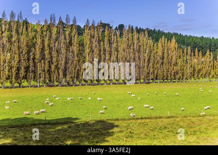 Magic New Zealand. Pittoresque ruelle d'eucalyptus enferme un champ avec des moutons de pâturage. Les environs de la ville de Cromwells. Le concept d'ecol Banque D'Images