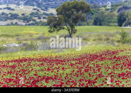 Champ d'anémones florissantes de la famille des papillons. Jour de printemps brumeux en Israël. Concept de tourisme écologique et rural Banque D'Images