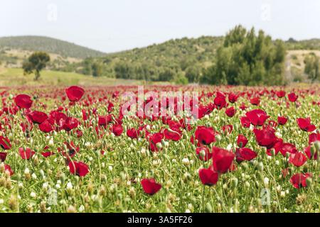 Jour de printemps brumeux en Israël. Champ d'anémones florissantes de la famille des papillons. Concept de tourisme écologique et rural Banque D'Images
