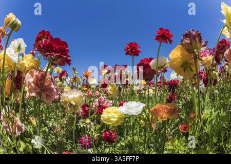 Adorables papillons multicolores de jardin. Magnifique journée de printemps dans un pays chaud du sud Banque D'Images