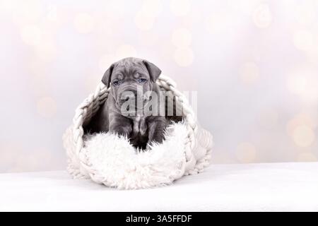 Cane-Corso-Winterlore Banque D'Images