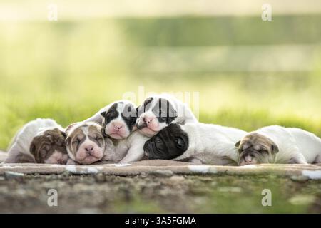 Shar PEI chiots Banque D'Images