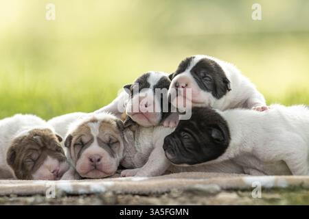 Shar PEI chiots Banque D'Images