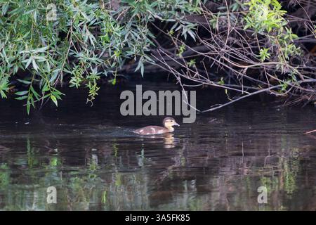 Caneton mandarin nageant dans la rivière Wear, comté de Durham, Angleterre, Royaume-Uni. Banque D'Images