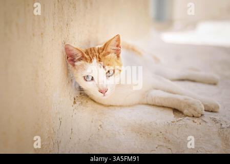 Chat de rue sur Santorin Banque D'Images