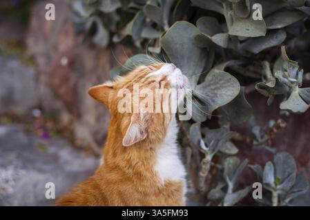 Chat de rue sur Santorin Banque D'Images
