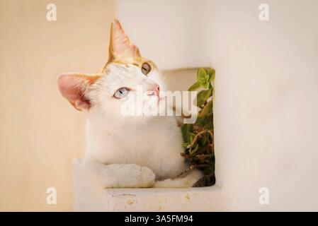 Chat de rue sur Santorin Banque D'Images