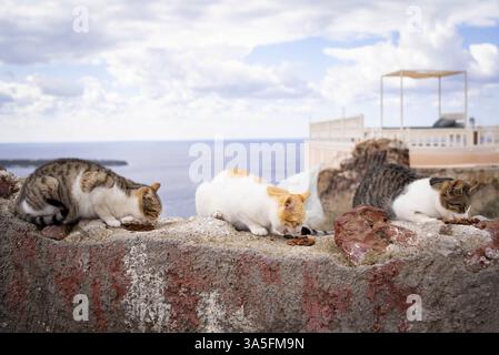 Chat de rue sur Santorin Banque D'Images