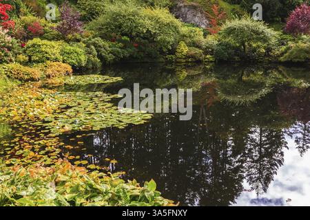 Fantastiques jardins floraux Butchart sur l'île de Vancouver, Canada. Étang calme, envahi de lis, parmi les saules pleureurs Banque D'Images