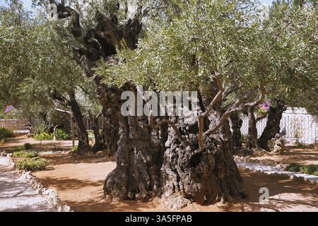 Ancienne Jérusalem. Sentier entre vieilles olives dans le jardin de Gethsémani. Lieu de prière de Jésus avant l'arrestation Banque D'Images
