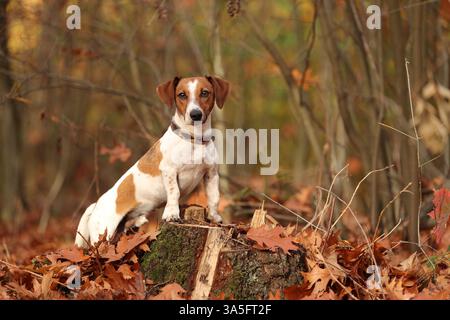 Jack Russell Banque D'Images