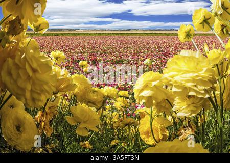 Magnifique champ de papillons colorés fleuris. Des nuages luxuriants survolent les champs. Concept de tourisme écologique et rural Banque D'Images