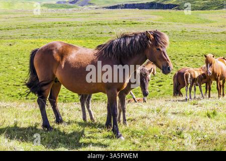 Troupeau de chevaux fabuleusement beaux et gentils d'une race islandaise unique. Toundra islandaise. Coucher de soleil d'été doré. Tourisme écologique, actif et photo Banque D'Images