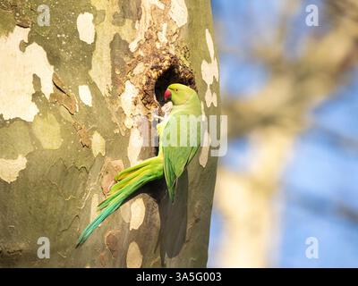 Perruche (Psittacula krameri), au trou du nid, Cologne, Allemagne Banque D'Images