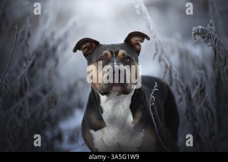 American Bully Banque D'Images
