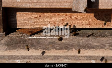 Abeilles entrant dans une ruche en bois dans l'après-midi Banque D'Images