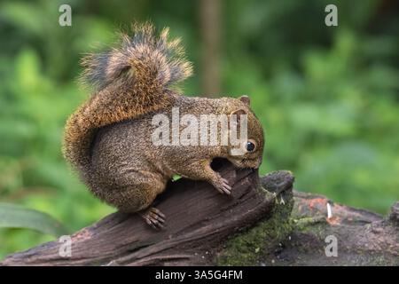 Les écureuils des arbres sont les membres de la famille des écureuils Sciuridae Banque D'Images