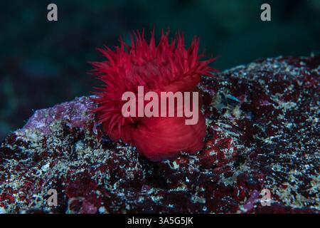 Anémone de mer Actinia mediterranea Banque D'Images