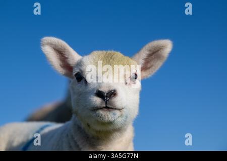 Petits agneaux mignons au printemps, Yorkshire du Nord, Royaume-Uni. Banque D'Images