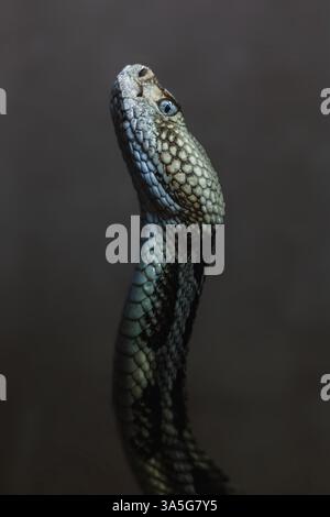 serpent à sonnette bagué Banque D'Images