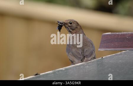 Une femelle à Blackbird recueille des feuilles humides de gouttières pour construire le nid pendant le début de mars de la saison de construction du nid d'oiseau. Banque D'Images